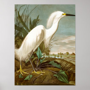 White Heron by John James Audubon Poster