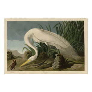 White Heron, Great Egret, Audubon Birds of America Photo Print