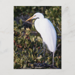 White Heron Postcard