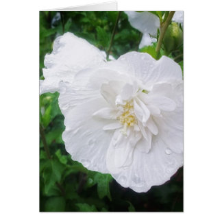 White Hibiscus 2 Grace