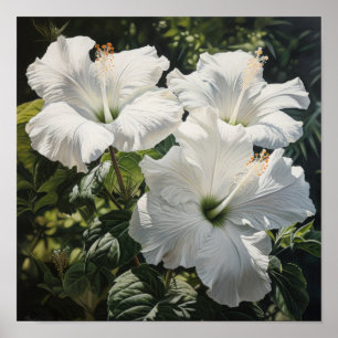 White Hibiscus Flower Art Print Poster