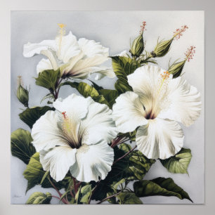 White Hibiscus Flower Art Print Poster