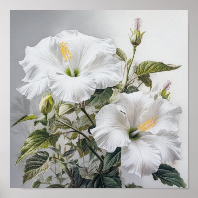 White Hibiscus Flower Art Print Poster (Front)