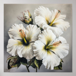 White Hibiscus Flower Art Print Poster