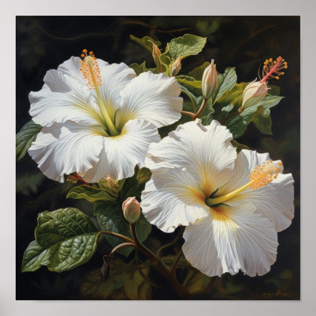 White Hibiscus Flower Art Print Poster (Front)