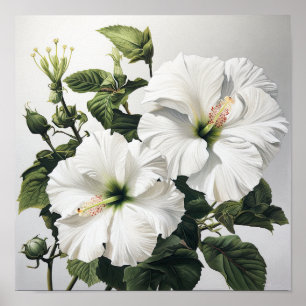 White Hibiscus Flower Art Print Poster