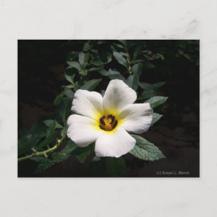White hibiscus flower red centre dark background postcard