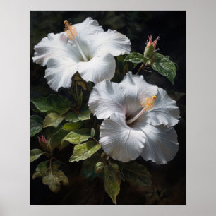White Hibiscus Flowers Art Print Poster