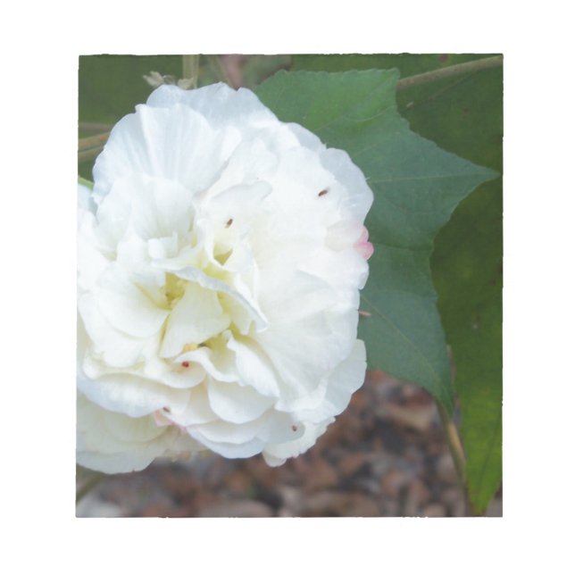 white hibiscus mutabilis flower notepad (Front)