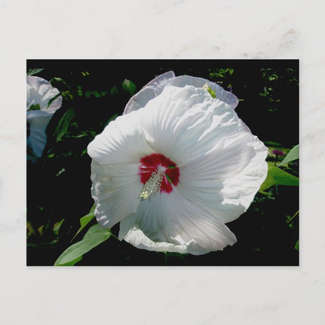 White Hibiscus Postcard (Front)