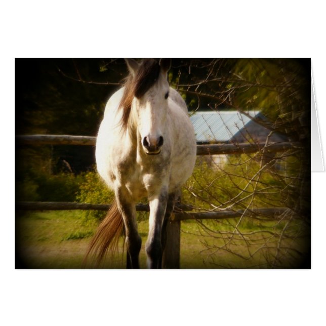 White Horse (Front Horizontal)