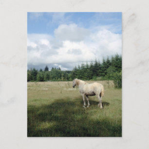 White Horse at Pasture Postcard