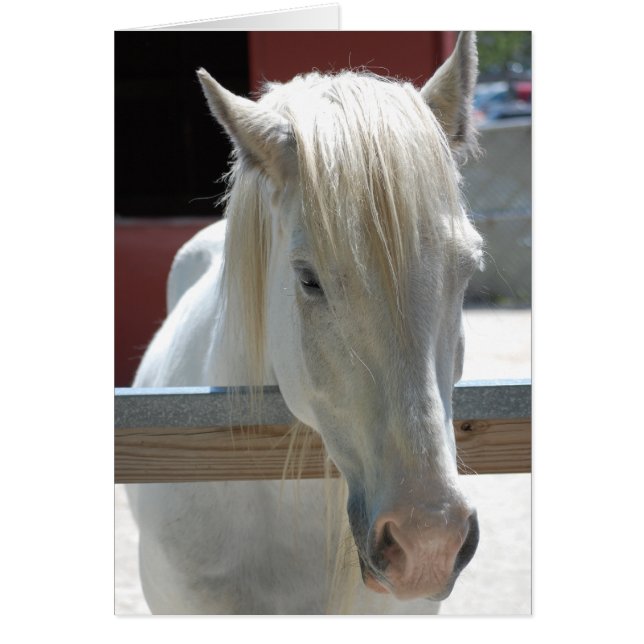 White Horse Beauty (Front)