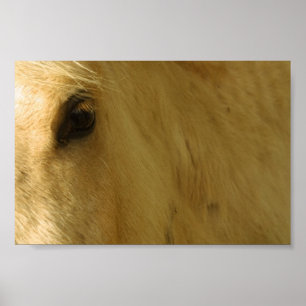 White Horse Closeup Poster