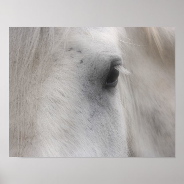 White Horse Eye Poster (Front)