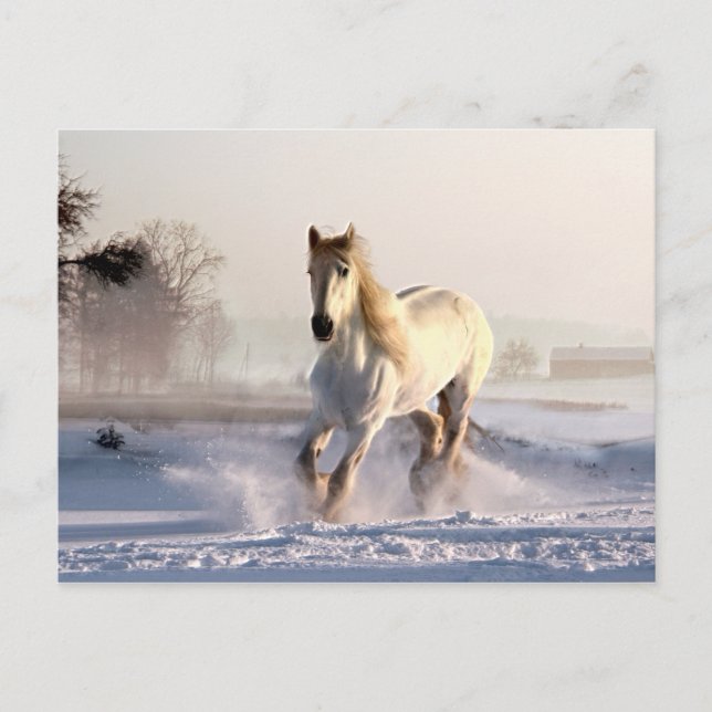 White Horse Galloping Through the Winter Snow Postcard (Front)