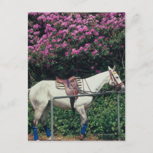 White Horse in a Garden Postcard