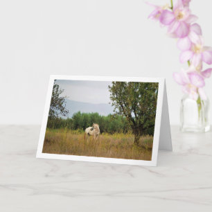 White Horse in Field Card