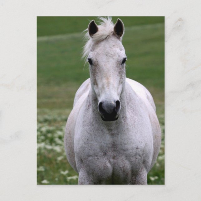 White Horse in Field Postcard (Front)