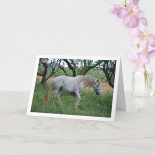 White Horse in Grass Field Card