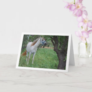 White Horse in Grass Field Card