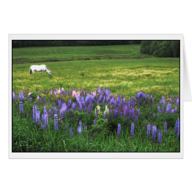 White Horse in Lupine Field (Front Horizontal)