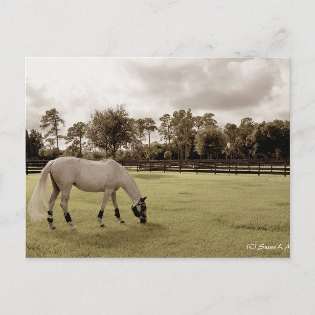white horse in pasture grazing old style postcard (Front)