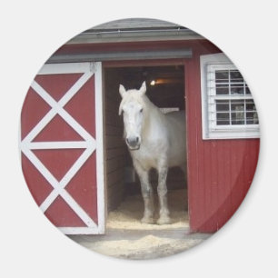 White Horse In Red Barn Magnet