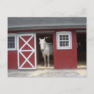 White Horse In Red Barn Postcard