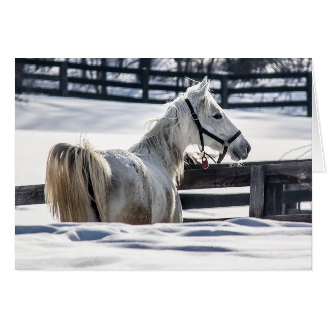 White Horse In Snow (Front Horizontal)
