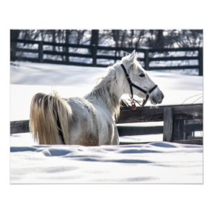 White Horse In Snow Photo Print