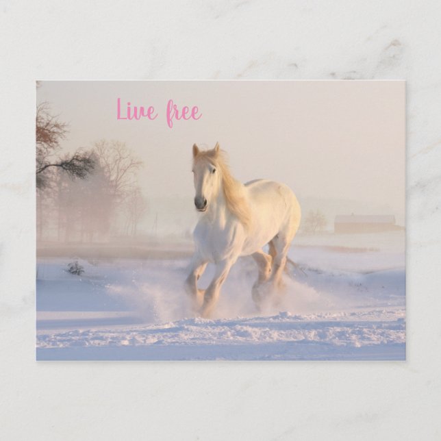 white horse in snow postcard (Front)