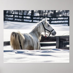 White Horse In Snow Poster