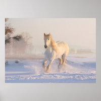 white horse in snow
