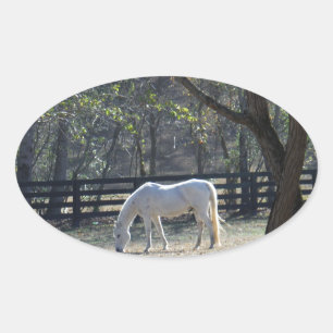 White Horse in trees Oval Sticker