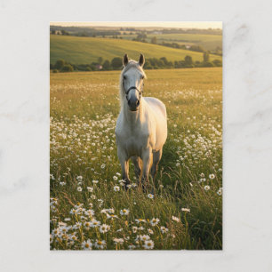 White Horse in Wildflower Meadow Postcard
