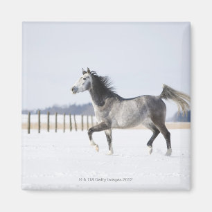 white horse in winter magnet