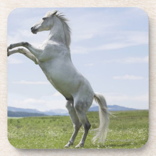 white horse jumping on meadow coaster