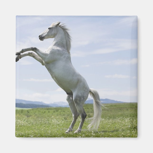 white horse jumping on meadow magnet (Front)