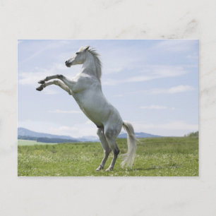 white horse jumping on meadow postcard