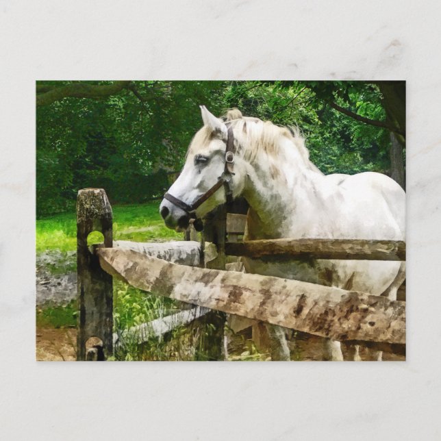 White Horse Looking Away Postcard (Front)