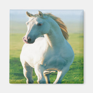 White Horse Magnet