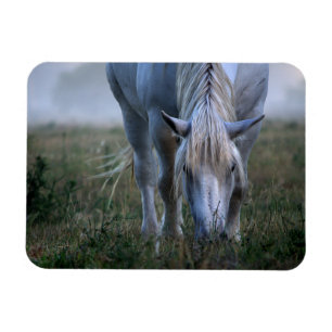 White Horse Magnet