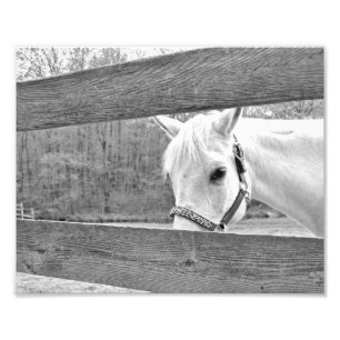 White Horse Photo Print