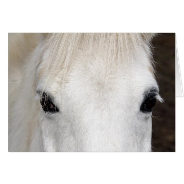 White Horse Portrait (Front Horizontal)