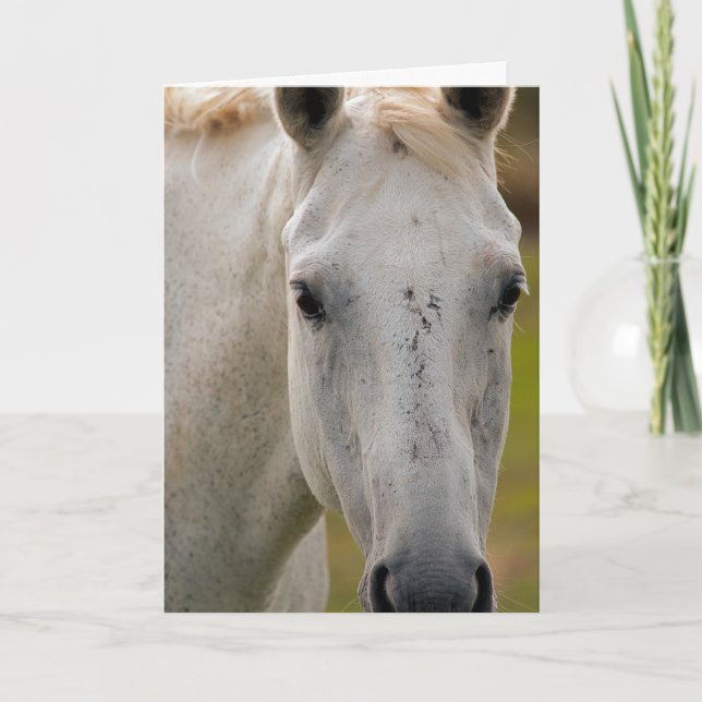 White Horse Portrait Card (Front)