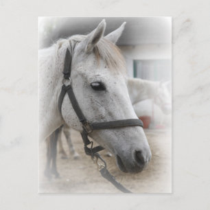 White Horse Portrait Postcard