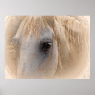 White Horse Portrait Poster