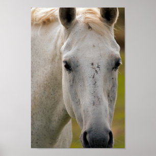 White Horse Portrait Poster