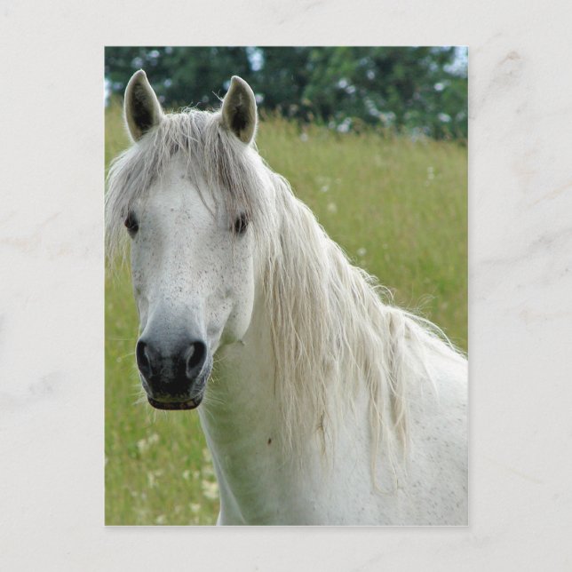 White Horse Postcard (Front)